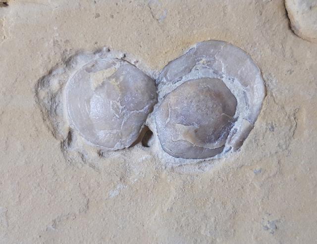 Terebratula sp. MUELLER 1776 - Bild &copy; FossNet FossilienStore